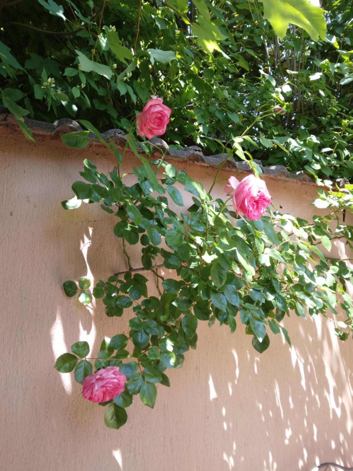 Siraly Haz Daire Révfülöp Dış mekan fotoğraf